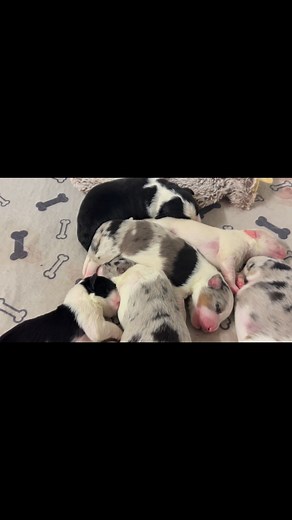 Full tummies ready for bed getting comfy Nigh night😘 | OliveGrove Estate BorderCollies