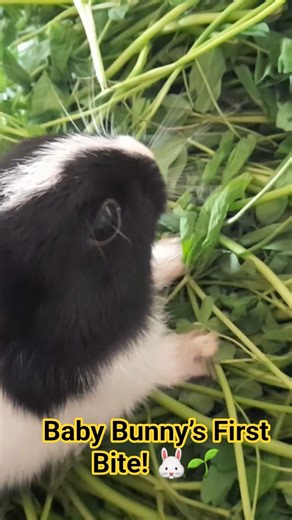 Newborn Baby Bunny Eats Grass for the First Time 🐰✨ (Cutest Moment Ever!)