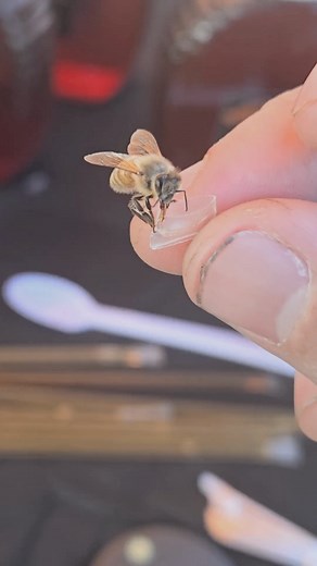 This honeybee stopped by to get some honey from the end of a honey straw at our local fall festival! You can see her extending specialized tongue known as a proboscis into the honey! In the fall most of the nectar sources dry up, so honeybees get desperate and will try and get sweet liquids from just about anywhere! | BeensBees