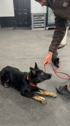 Wasabi vom Shield and Victim vom Shield all learning together 😂 #dogtrainer #puppytraining #dogsport #doggo #kitten | Shield-K9 Dog Training