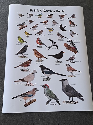 British Garden Birds Identification Chart Wildlife Poster A5 A4 A3 A2 A1 Framed Option - Etsy UK