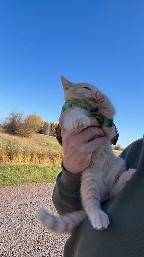 1.3M views · 1.3M reactions | Meowdy purrtners. Probably should have stuck with the road uber 類 練 If you’re a fan of Jack Spicer’s kitty cat cowboy content please consider subscribing or joining his Patreon linked in bio  everything helps ❤️ #cat #cats #catlover #catsofinstagram #catlovers #cats_of_instagram #kittycat #tuxedocat #kitty #catlife | Aaron Apps | Facebook