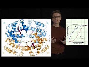 Lecture 09, concept 22: The allosteric transition of hemoglobin is critical for O2 transport