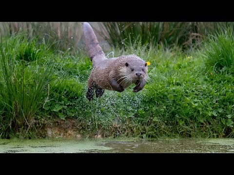 Otters Facts and Habitat | Nature's Amazing Predators The Otters