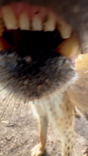 You can't get much closer to the inside of a hyena's mouth than this... | Sydney Zoo