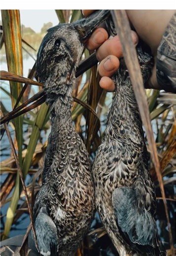 Essential Tips for Successful Duck Hunting