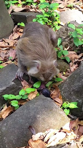 Mama Teresa kiss Newborn and carry newborn monkey #funnymonkeyvideo #wildlife #fyp #monkey