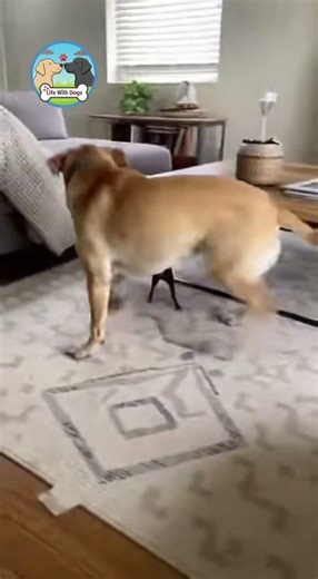 My Dog Thought an Alien Invaded Our Living Room! (Hilarious Reaction) 😂