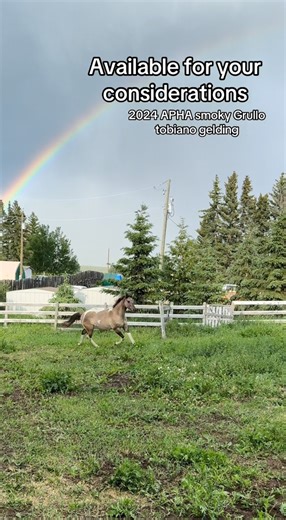 2024 APHA Smoky Grullo tobiano gelding ‘Milleniums MadeMeKool’ aka Palmer. By Millenium Made - out of Simply Kool Kat - 6️⃣5️⃣0️⃣0️⃣🇺🇸 7️⃣5️⃣0️⃣0️⃣🇨🇦 - PM us or email us at meriklewaters@hotmail.com for more information ♥️ | Merikle Waters Paints & Quarters