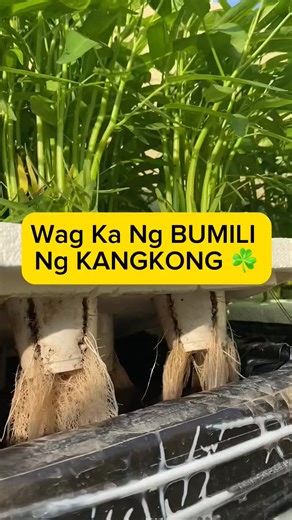 951K views · 20K reactions | PAANO - Continuous Supply of Kangkong #rooftop #garden #hydroponics #verticalgardening #diy #healthy #food #gulayislife #ofw #pinoy #inspire #create #educate #vegetables # | Vegetable Gardening and More | Facebook