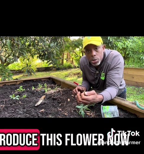 How to Plant Tomatoes: A Beginner's Guide