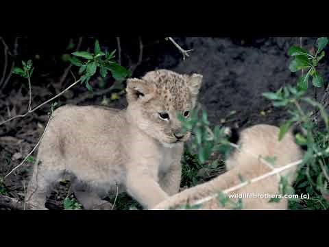 Cute lion cubs (1,5 months old) playing