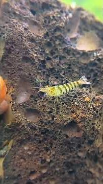 Which Algae Do Aquarium Shrimp ACTUALLY Eat?