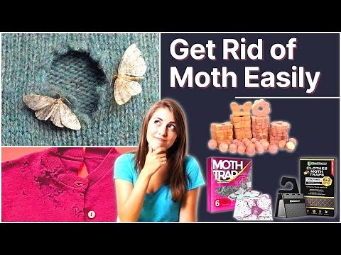 Best Moth Repellent For Clothes (Protect Your Expensive Clothes Easily) - Top Repellents