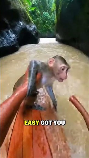 GoPro Footage: Kayaker Saves Monkey Swept Overboard
