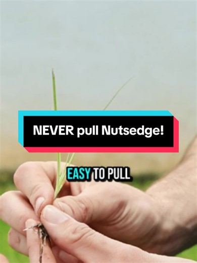 This is why you should NEVER pull Nutsedge! 👀 ... www.weedcontrolokc.com (405) 735-1223 ... #lawncare #okc #weedcontrol #spring #localbusiness #thunder #yardcare #healthylawn #supportlocal #2026 #lawnmaintenance #landscaping #aeration #weather #locallawncare #oklahomabusiness #mooreok #yukonok #normanok #edmondok #harrahok #piedmontok #mustangok #centraloklahoma #visitok #seeokc #pestcontrol #fyp #viralreels #satisfyingvideos
