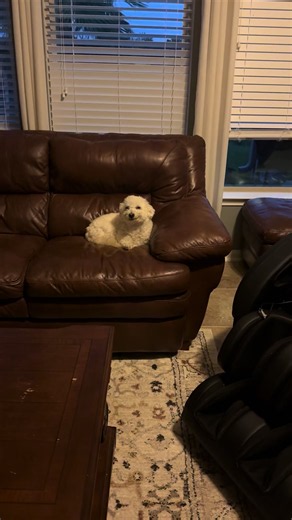 Mornings are hard #dogsoftiktok #cutedog #maltipoo | dogs