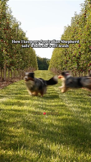 Sedona The Australian Shepherd | Toronto on Instagram: "How I keep my Aussie safe while letting her run free in the orchard? 🌳🐾 With the new @halocollar 5, I can set up virtual fences in seconds, giving Sedona the freedom she craves and me the peace of mind I need. #ad ✨ What’s new with Halo Collar 5? ✔️ AlwaysOn™ GPS with nonstop, real-time tracking ✔️ 20 location updates per second for unmatched accuracy (because Aussies move FAST!) ✔️ Up to 48 hours of battery life + 1-hour charging ✔️ Halo