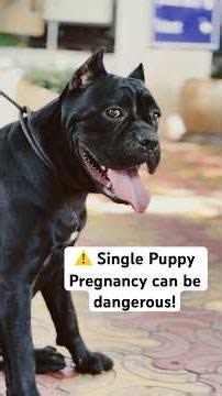 Single Puppy Pregnancy Turned Into an Emergency! ⚠️🐶