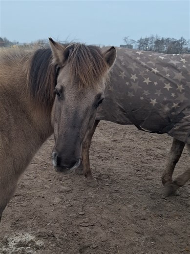 Paardenavontuur: Ontsnapping en Verdachten in de Paddock