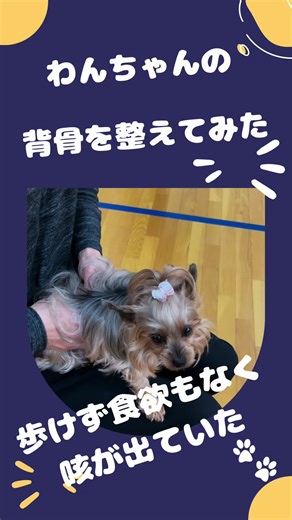 お散歩に行っても歩けない。 食欲がなく餌も食べない。 咳が出る。 心臓が圧迫されている。 こんな症状を持ったワンちゃんの飼い主さんからの依頼で、背骨を整えてみた。 「背骨がある動物は全て背骨は左にずれる」 このワンちゃんも例外ではなかった。 この動画は２回目をやってあげた時のもので、最初から比較的元気だったが、１度目は抱っこしても元気がなかった。 そして、その１度目をやってあげたその日、飼い主さんの話では、その日のお散歩で元気に走り、餌も食べ、咳も出なくなった。とのこと。 とりあえず、元気になってくれて、飼い主さんも喜んでくれて良かった。 #ニューライフ体操教室 #いぬ #動物 #背骨のズレ #体質改善