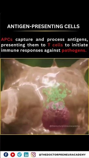 Understanding Antigen Presenting Cells: The Immune System's Key Defenders