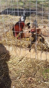 8.2K views · 218 reactions | Pure kelso | Bamasports Farm | Facebook