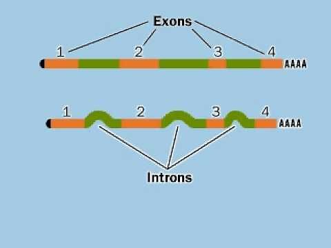 Exon, Intron and Splicing.flv