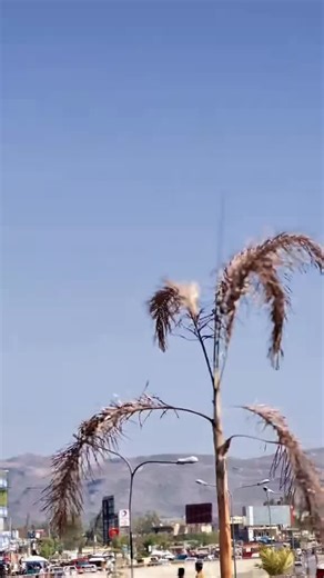 فيديوهات أنشأها 𝐀𝐝𝐚𝐦 𝐊𝐢𝐧𝐠 (@mujahidyarbash51) باستخدام original sound - Hikmatullah Masoom