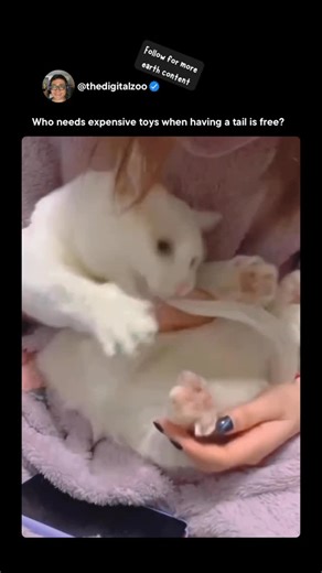 Sri Muniandy on Instagram: "Cats don’t actually believe their tail is another animal — but their brain is wired to treat sudden movement as “prey.” A flicking tail in the corner of their vision triggers that hunting reflex, so they’ll pounce on it like it’s a mouse. For kittens, it’s training: chasing the tail builds coordination, balance, and hunting skills. For adults, it’s usually play, boredom relief, or stress release. Only in rare cases does excessive tail-chasing point to an underlying is