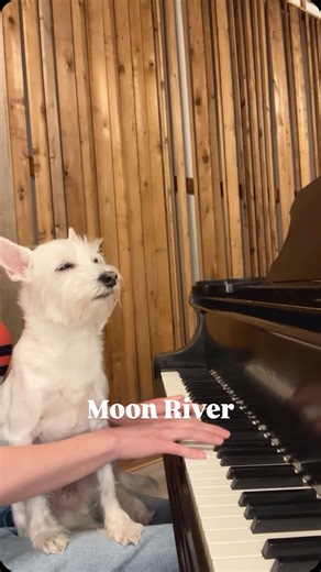 Kara Mehrmann | Wherever you’re going, I’m going your way. 🎵❤️ . . . #moonriver #songoftheday #waybackwednesday #jazzpiano #vocals #dogsofinstagram | Instagram