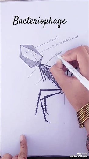 Structure of Bacteriophage T4 with labeling