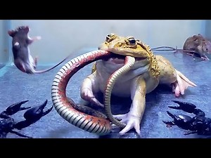 Asian Bullfrog Tries to Eat Big Snake Scorpion Mouse! Mr Frog Feeding