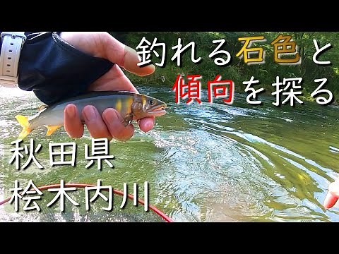 【鮎釣り】夏本番で真っ黄色の鮎、釣れる石色と傾向は・・・