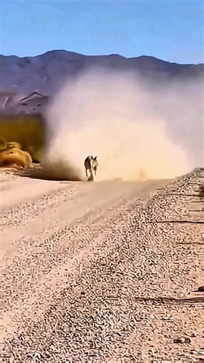 funny funny short videos about animals#FunnyAnimals #AnimalComedy #Warthog #Lion #Savannah #Wildlife #AIVideo #AIAnimals #AnimalHumor #FunnyVideo #ViralVideo #AnimalLovers #NatureComedy #FYP #ForYou #USA #TikTokAnimals #Explore #Trending #Comedy