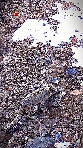 Rare Footage of Snow Leopard Mating in the Himalayas | Nature Shots
