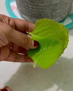 539K views · 2.7K reactions | തൊണ്ട വേദന  #tips #healthtips #tips #menu #kitchentips #KitchenHack #kitchenhacks | Shefeena's Tips | Facebook