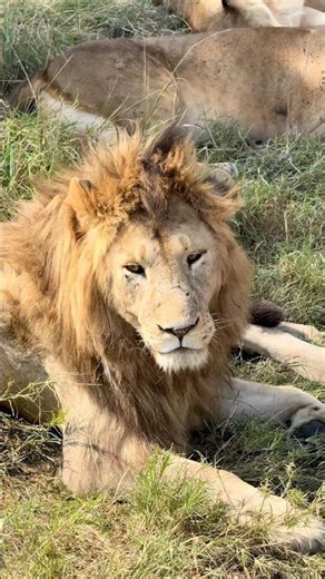 Watch Lions and Amazing Wildlife in Africa 🦁🐘 #wildlife #safari #africa #wildanimals