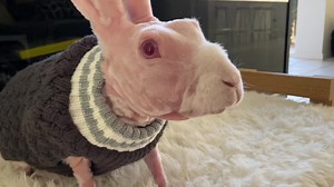I think we all need a Mr Bigglesworth video to make us smile today. I miss him so much💔. . Mr Bigglesworth had a rare hairless genetic condition, but we love him the way he is, please no negative comments. | Mr Bigglesworth & Friends