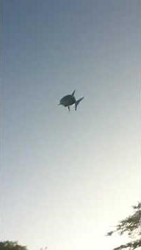 Remote control flying shark "set free"