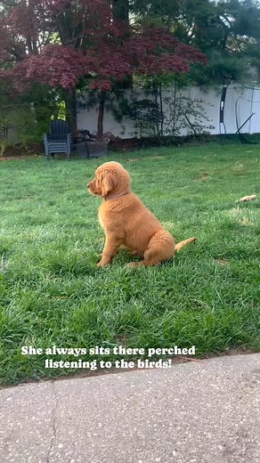 Ridley's Red Retrievers LLC on Reels
