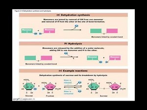 Chapter 2.7 Organic Compounds: Synthesis and Hydrolysis BIO201