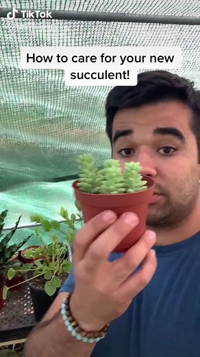 Ultimate Guide to Succulent Care: How to Care for Indoor Cactus and Succulents