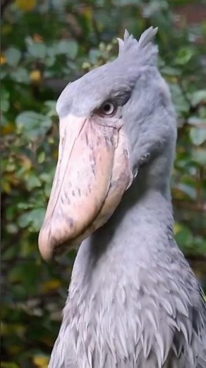 5 Most Terrifying Bird Sounds Ever Recorded!