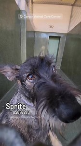 9.1K views · 883 reactions | A5697273 ✰ SPRITE -10/03/25- Sprite is...