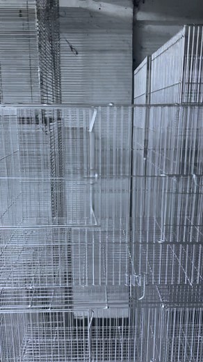 Bird Cage production #fblifestylechallenge #fbviralpost2025シ #fbreelsfypシ゚viralfbreelsfypシ゚viral #lovestory #lovebirds #birdcage #doublecage #asmr #asmrsounds #asmrvideo #cockatiel #gouldianfinch #gouldianfinches #zebrafinches #albs1 #albs2 #parakeets | Harold Cage & Pet Accesories