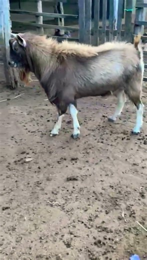 “Você nunca viu um bode desse nível🐑🐑