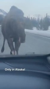 That was a CLOSE one! 😳 Remember to always be aware of #AlaskaWildlife when on your adventures! #Alaska #SharingAlaska #moose Sharing Alaska by @desireedemit | Sharing Alaska