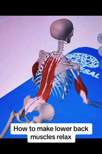 How to make lower back muscle relax. #massage #massagetherapy #lowerback#lowerbackmassage #lowerbackworkout #lowerbody #lowerbodyworkout #spamassage #tightmuscles #unlockstiffback #bodycare #health #relax#massageusa #massagetiktok #fyp