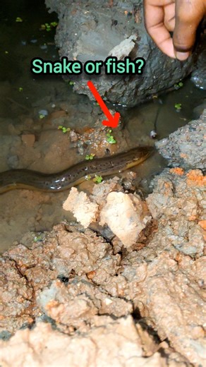 Fishing in the village drain in Kuche fish #fishing